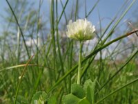 Trifolium nigrescens 6, Saxifraga-Rutger Barendse