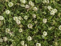 Trifolium nigrescens 7, Saxifraga-Jan van der Straaten