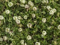 Trifolium nigrescens 7, Saxifraga-Jan van der Straaten