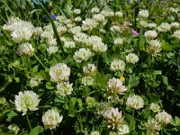 Trifolium nigrescens 8, Saxifraga-Peter Meininger