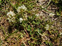 Trifolium nigrescens 9, Saxifraga-Ed Stikvoort