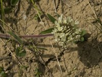 Trifolium noricum 1, Saxifraga-Jan van der Straaten
