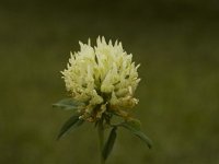 Trifolium ochroleucon 1, Saxifraga-Jan van der Straaten