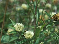 Trifolium ochroleucon 4, Saxifraga-Jan van der Straaten