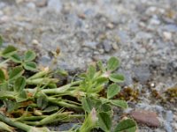 Trifolium ornithopodioides 1, Vogelpootklaver, Saxifraga-Ed Stikvoort