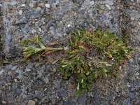 Trifolium ornithopodioides 10, Vogelpootklaver, Saxifraga-Ed Stikvoort