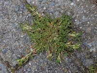 Trifolium ornithopodioides 12, Vogelpootklaver, Saxifraga-Ed Stikvoort