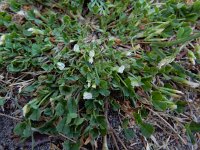 Trifolium ornithopodioides 5, Vogelpootklaver, Saxifraga-Ed Stikvoort