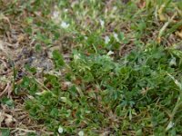 Trifolium ornithopodioides 6, Vogelpootklaver, Saxifraga-Ed Stikvoort