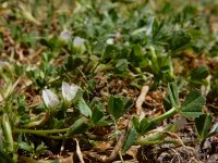 Trifolium ornithopodioides 8, Vogelpootklaver, Saxifraga-Ed Stikvoort