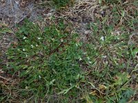 Trifolium ornithopodioides 9, Vogelpootklaver, Saxifraga-Ed Stikvoort