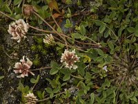 Trifolium pallescens 1, Saxifraga-Willem van Kruijsbergen