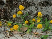 Trifolium patens 2, Uitstaande klaver, Saxifraga-Ed Stikvoort : Kato Gerakari en Alikana s9900