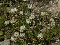 Trifolium pilulare 1, Saxifraga-Willem van Kruijsbergen