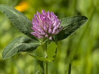 Trifolium pratense 32, Rode klaver, Saxifraga-Jan van der Straaten