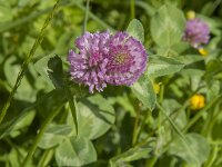 Trifolium pratense 37, Rode klaver, Saxifraga-Jan van der Straaten