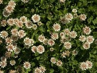 Trifolium repens 7, Witte klaver, Saxifraga-Jan van der Straaten