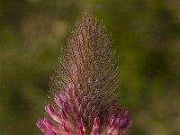 Trifolium rubens 1, Saxifraga-Jan van der Straaten