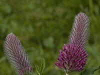 Trifolium rubens 9, Saxifraga-Willem van Kruijsbergen
