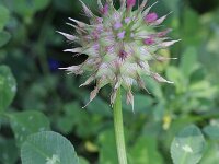 Trifolium spumosum 3, Saxifraga-Rutger Barendse