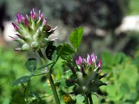 Trifolium spumosum 4, Saxifraga-Jeroen Willemsen