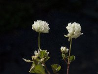 Trifolium squamosum 1, Saxifraga-Willem van Kruijsbergen