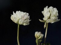 Trifolium squamosum 3, Saxifraga-Willem van Kruijsbergen