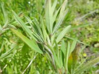 Trifolium squamosum 6, Saxifraga-Rutger Barendse