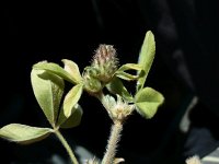 Trifolium striatum 1, Gestreepte klaver, Saxifraga-Jasenka Topic