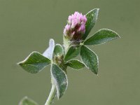 Trifolium striatum 2, Gestreepte klaver, Saxifraga-Peter Meininger