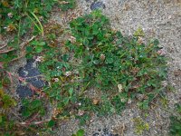 Trifolium striatum 3, Gestreepte klaver, Saxifraga-Ed Stikvoort