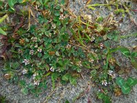 Trifolium striatum 4, Gestreepte klaver, Saxifraga-Ed Stikvoort