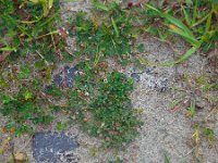 Trifolium striatum 6, Gestreepte klaver, Saxifraga-Ed Stikvoort