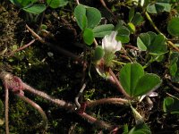 Trifolium subterraneum 1, Onderaardse klaver, Saxifraga-Rutger Barendse