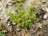 Trifolium suffocatum 1, Saxifraga-Rutger Barendse