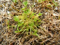 Trifolium suffocatum 2, Saxifraga-Rutger Barendse