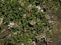 Trifolium thalii 1, Saxifraga-Willem van Kruijsbergen