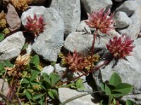 Trifolium thalii 3, Saxifraga-Ed Stikvoort : Espinama - Fuente Dé - Regugio de Aliva s9900