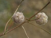 Trifolium tomentosum 10, Viltige klaver Saxifraga-Jan van der Straaten