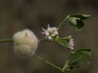 Trifolium tomentosum 11, Viltige klaver Saxifraga-Willem van Kruijsbergen