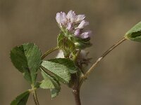 Trifolium tomentosum 12, Viltige klaver Saxifraga-Jan van der Straaten