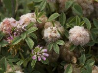 Trifolium tomentosum 14, Viltige klaver Saxifraga-Jan van der Straaten
