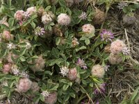 Trifolium tomentosum 15, Viltige klaver Saxifraga-Jan van der Straaten