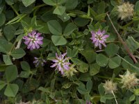 Trifolium tomentosum 16, Viltige klaver Saxifraga-Willem van Kruijsbergen