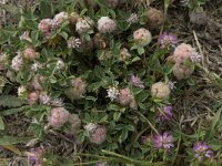Trifolium tomentosum 17, Viltige klaver Saxifraga-Willem van Kruijsbergen