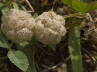 Trifolium tomentosum 18, Viltige klaver Saxifraga-Jan van der Straaten