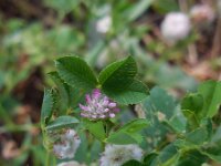 Trifolium tomentosum 19, Viltige klaver, Saxifraga-Ed Stikvoort
