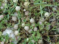 Trifolium tomentosum 2, Viltige klaver Saxifraga-Jan van der Straaten