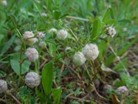 Trifolium tomentosum 20, Viltige klaver, Saxifraga-Ed Stikvoort
