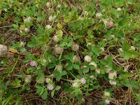 Trifolium tomentosum 21, Viltige klaver, Saxifraga-Ed Stikvoort : Olhão s9900